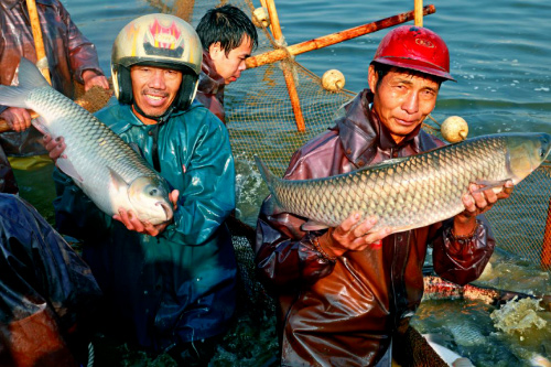 脆肉鲩丰收