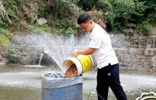 脆肉鲩养殖关键——蚕豆发酵