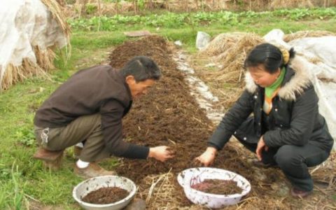 蚯蚓养殖产量提高五要点，分段饲养管理最科学