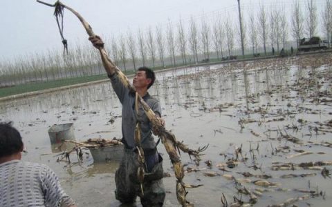 藕塘套养黄鳝、泥鳅，一塘三收，生态+高效，生物改底、易调水