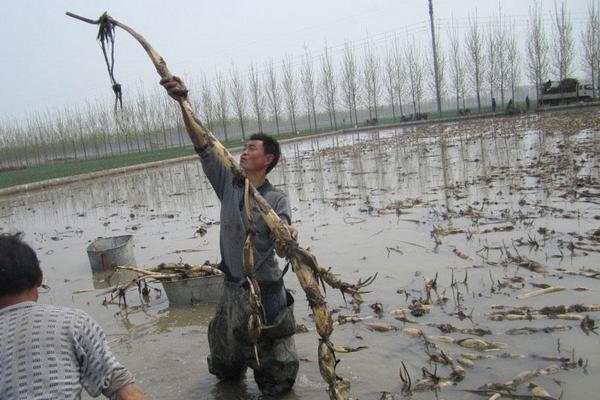 藕塘套养黄鳝、泥鳅