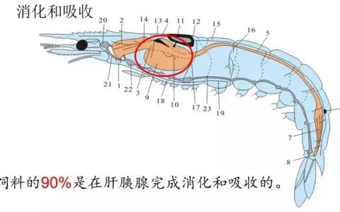 益生菌和消化酶的作用和注意事项
