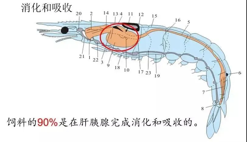 对虾身体结构