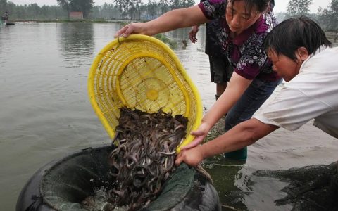 泥鳅反季节养殖搏价格要点：调水、防病、增氧