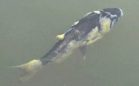 秋冬水霉病高发，防擦伤、勤消毒