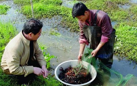 小龙虾塘溶氧为何偏低，系统性增氧，改底+调水