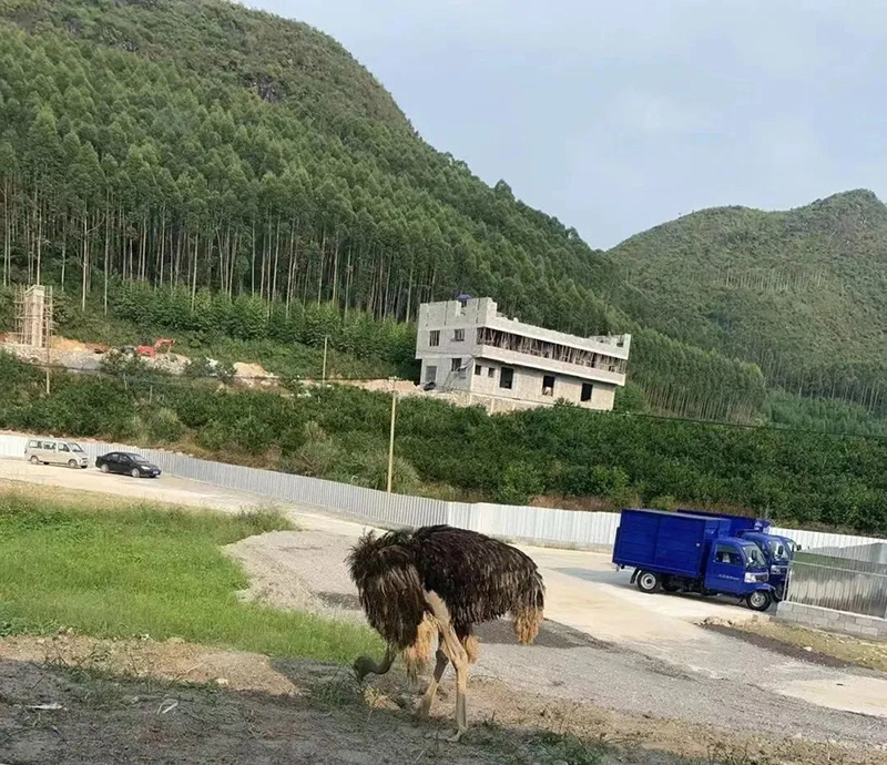 黄静所在的养猪场周围都是山区。