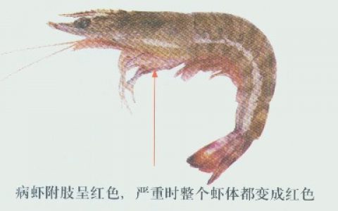 对虾败血病（红腿病、红肢病）的症状、诊断、和防治