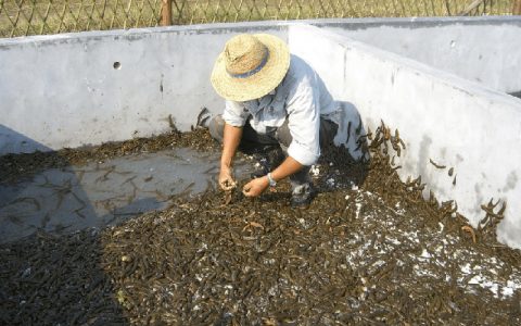 水蛭养殖技术要点，改底+调水，中药板块涨不停，市场潜力大