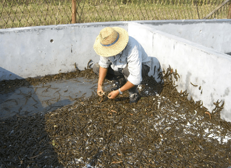 水蛭养殖，水泥池养殖