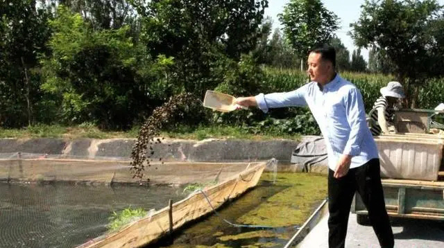 水蛭养殖,投喂田螺