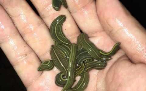医蛭和宽体金线蛭日常养殖管理方式的区别，水体肥度宜得当