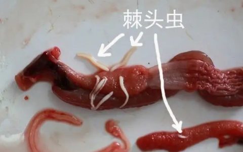 黄鳝里面的寄生虫图片图片