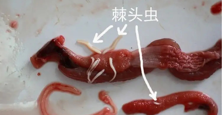 黄鳝棘头虫