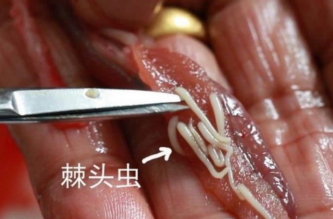 黄鳝棘头虫病的症状和防治