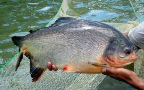 淡水白鲳越冬：保水温、稳水质，钓场路亚热门鱼种