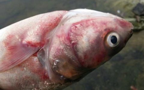 鲢鱼暴发性出血病的流行特点、症状、诊断和防治