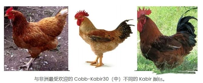 樱桃谷种禽