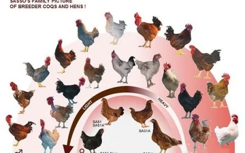 全球七大家禽育种公司前世今生，国内育种鸡祖代全部进口