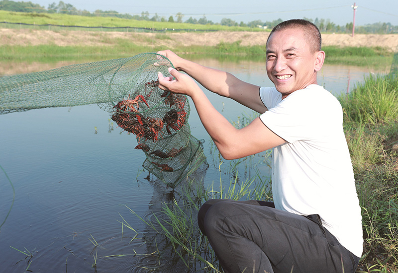 小龙虾养殖