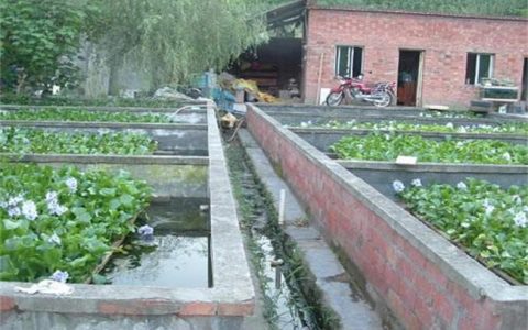 无土流水黄鳝养殖，生长快、成本低、产量高