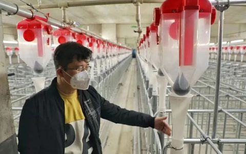 节前猪价反常，跌上跌，有养殖户亏损数千万