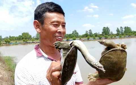 青鱼塘套养甲鱼，调水有讲究、投料要分开