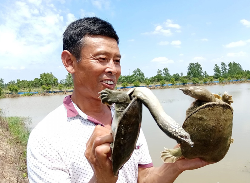 青鱼塘套养甲鱼