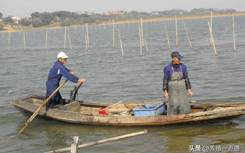 螃蟹四阶段饲料配方，分阶段定期调整，更换营养配方