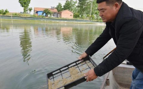 蟹苗质量鉴别，来源、三看、称重、抽样、再试试