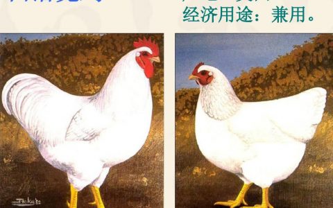 【鸡种大全】洛克鸡