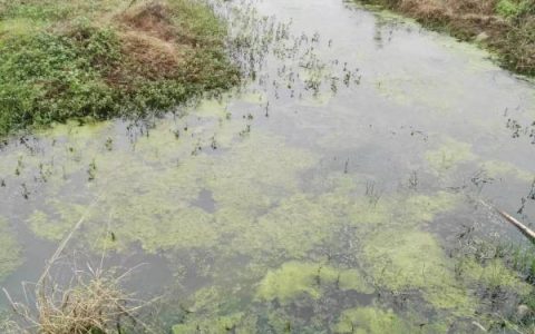 小龙虾早春管理五要点，肥水、控青苔…