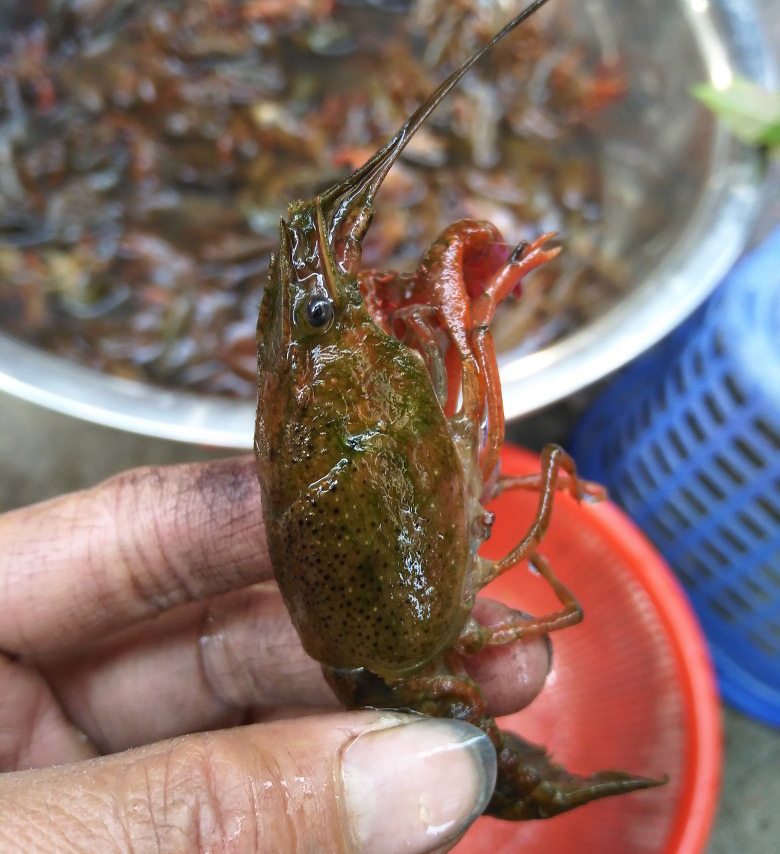 小龙虾塘滋生青苔