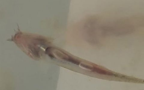 泥鳅气泡病症状、病因和防治，换水稳水，培菌培藻