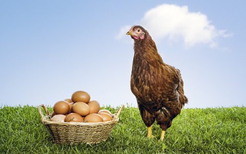 世界最大鸡蛋生产商创销售纪录，一个季度净利润近14亿元