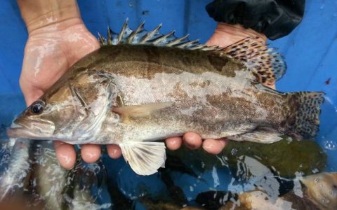鳜鱼（桂花鱼）养殖和饵料鱼的选择，后期人工饲料降成本