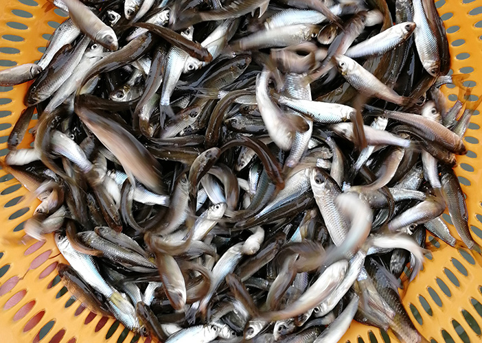鳜鱼（桂花鱼）养殖和饵料鱼的选择，后期人工饲料降成本
