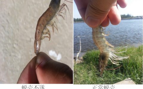 对虾蜕壳不遂的10个病因