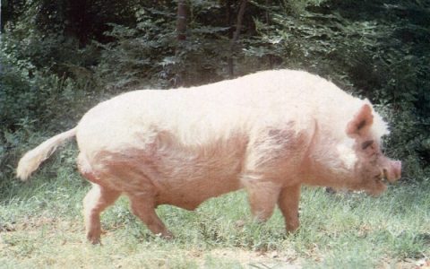 【猪种大全】赣州白猪