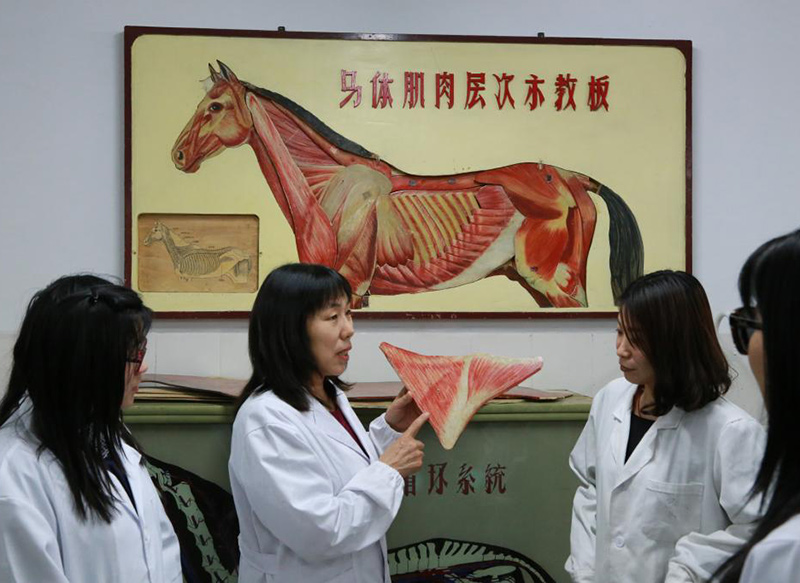 杨银凤（女），内蒙古农业大学教授、博导，牛羊专家。