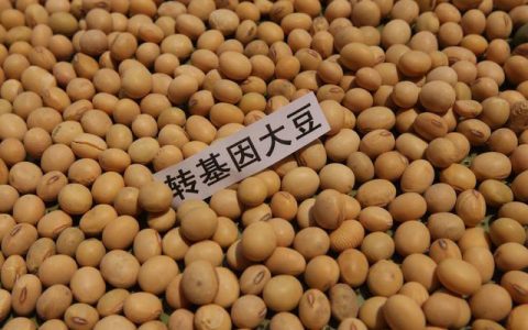 【农业农村部】扩大转基因玉米、大豆产业化范围