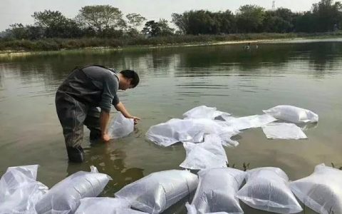 开春放鱼苗操作与注意事项，消毒、试水、调水、防病…