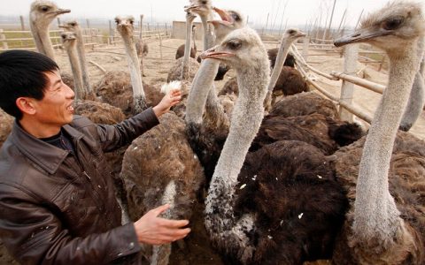 鸵鸟养殖