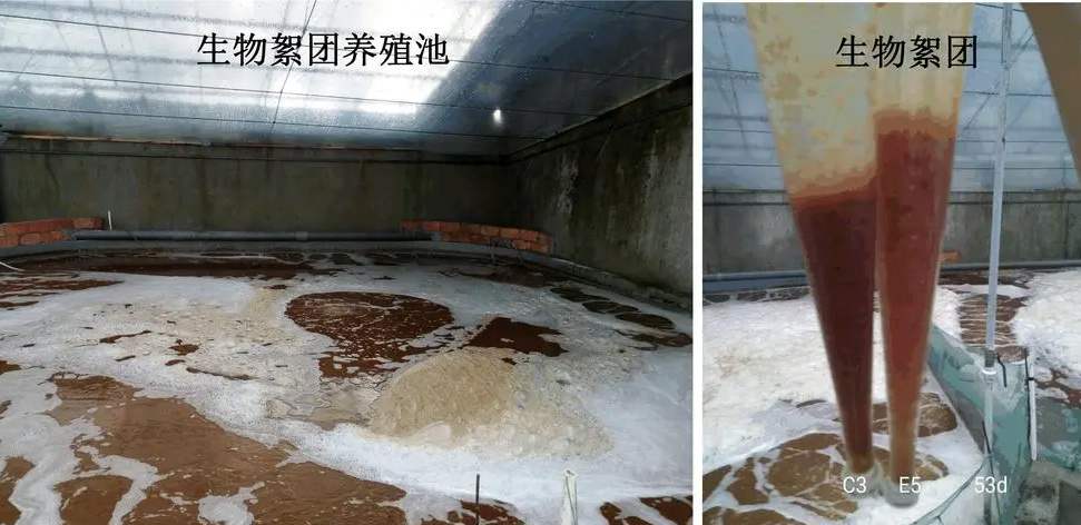 生物絮团在南美白对虾养殖中的三大优势,稳水、培饵