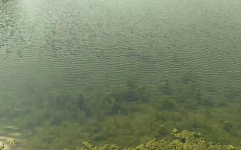 对虾塘滋生青苔怎么办？