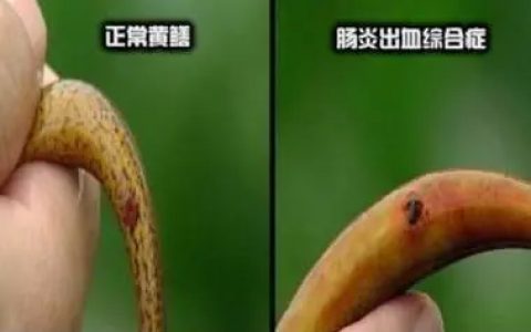 黄鳝肠炎病原、病因、症状和防治方法
