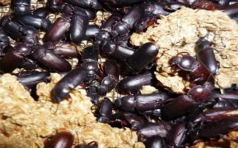 黄粉虫成虫分离三法，结合饲料、室温调整