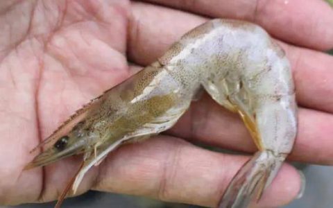 对虾肌肉白浊症状