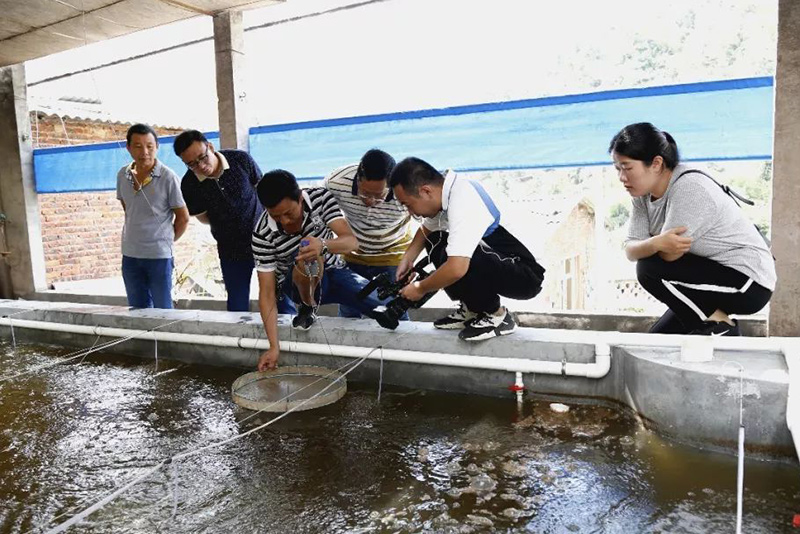 猪场改虾塘、鳖塘、鱼塘，看中小散户退场玩出花儿