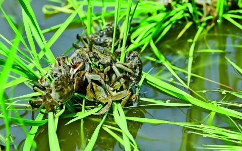 夏季虾蟹塘水浑怎么办？五招搞定